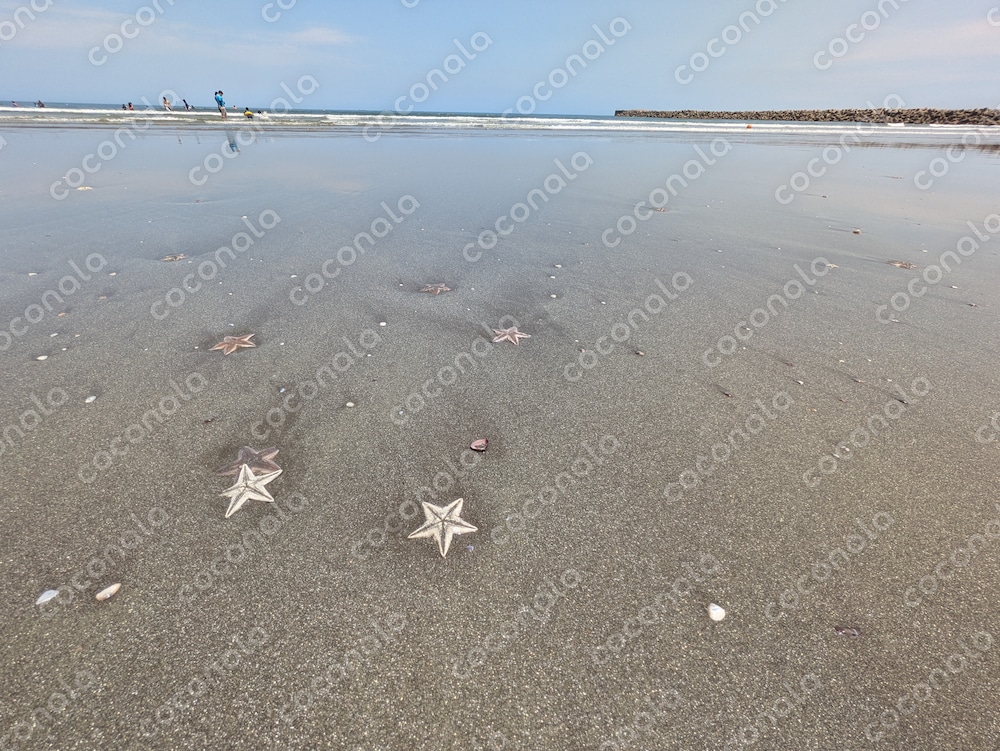 夏の海