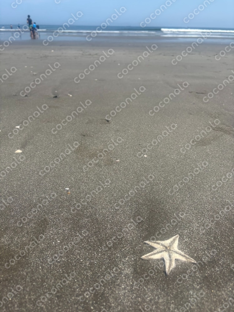 夏の海
