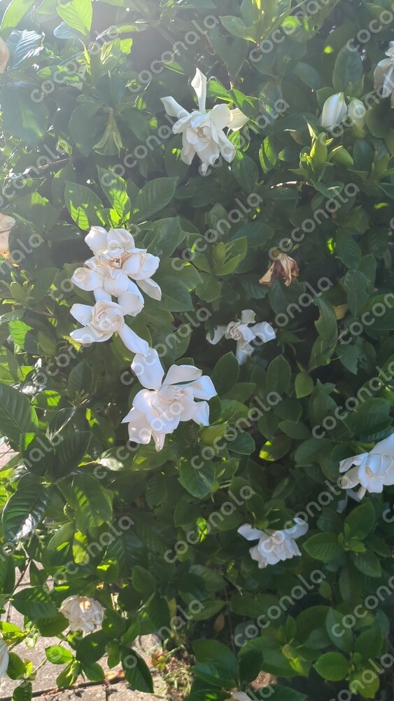 お花です。