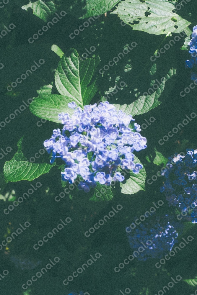 紫陽花