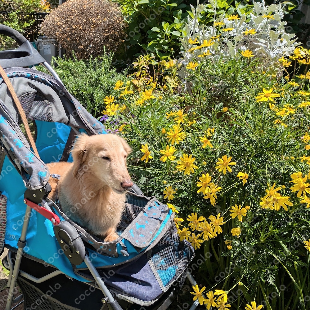 犬と花
