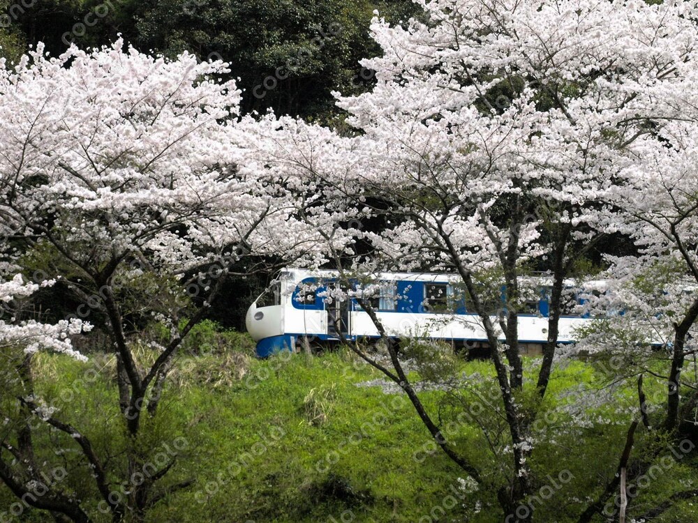 日本一遅い新幹線～桜の下で