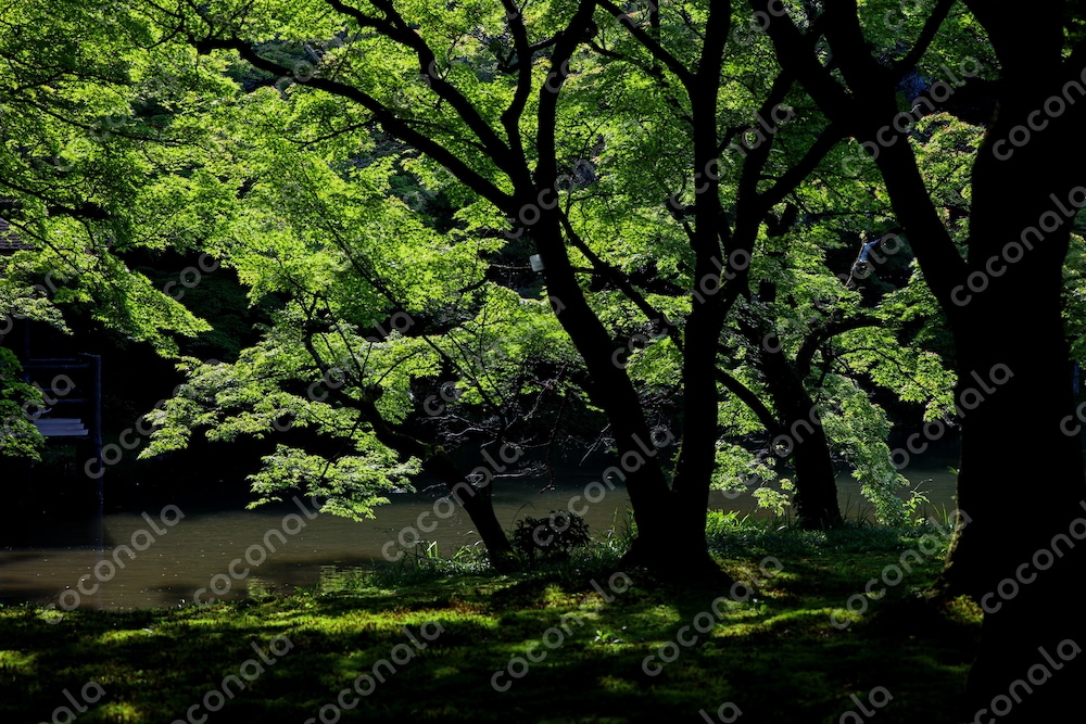 緑　風景