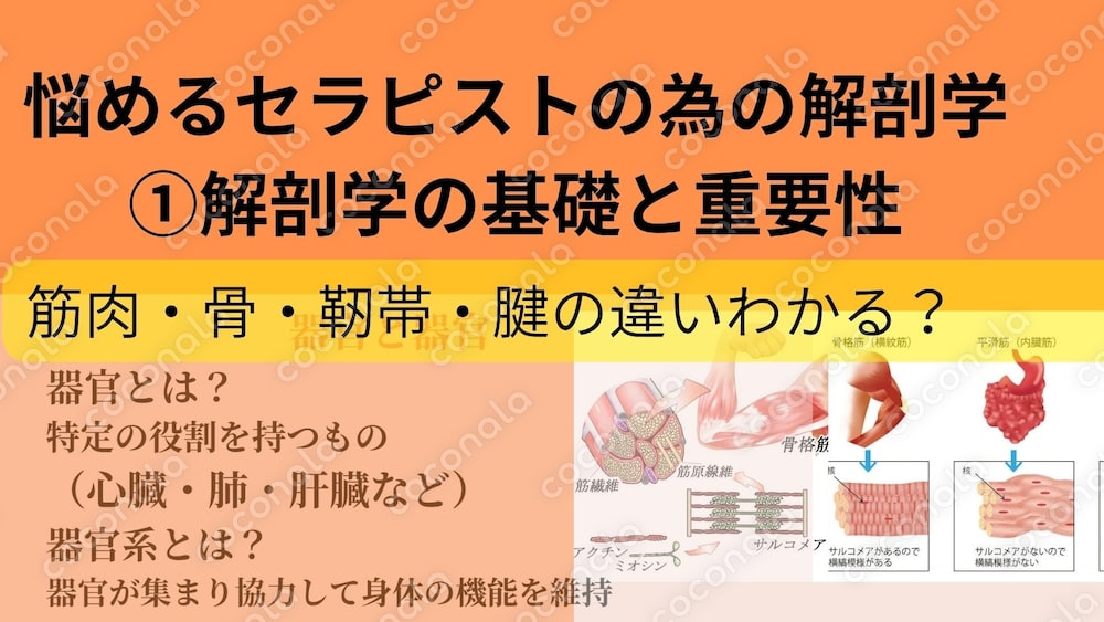 悩めるセラピストの為の解剖学①解剖学の基礎と重要性
