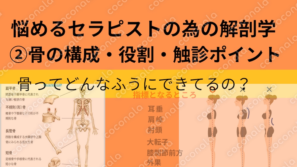 悩めるセラピストの解剖学講座②骨の構成・役割・触診ポイント