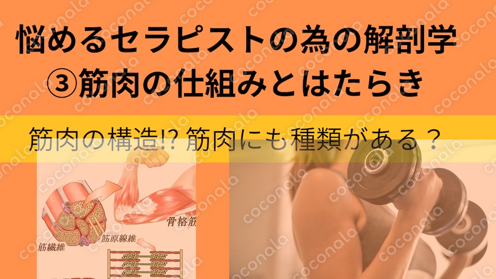  悩めるセラピストの為の解剖学③筋肉の仕組みと働き
