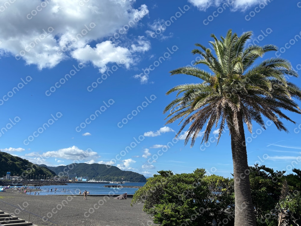 ヤシの木と砂浜