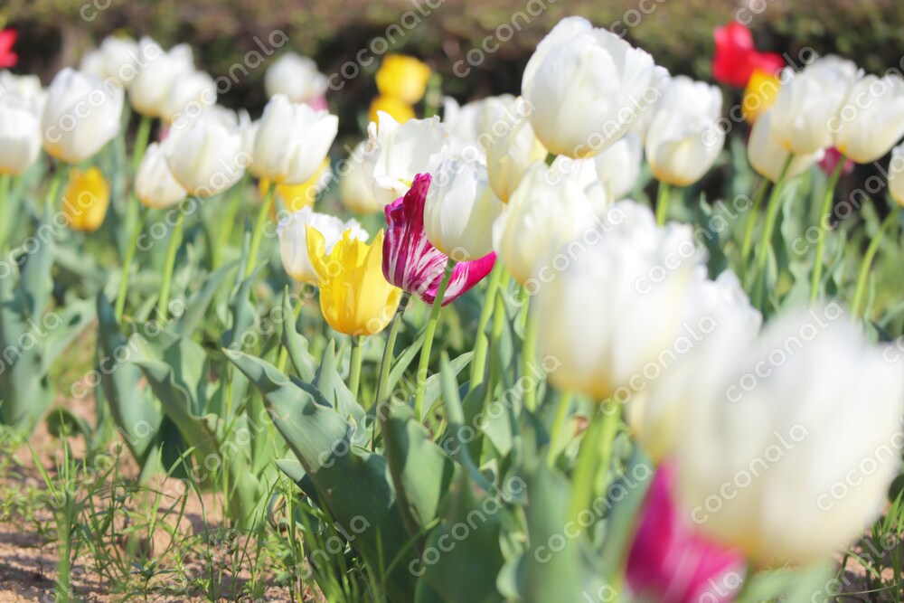 チューリップ 花畑 写真素材｜高解像度・高画質・商用利用可｜白い花・春の花・画像・植物・背景