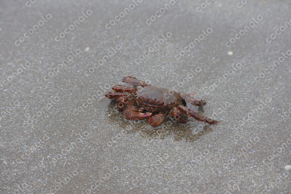 砂浜のカニ 写真素材 画像｜高解像度・高画質・商用利用可｜自然 生物 生き物 海辺 海の生物 蟹