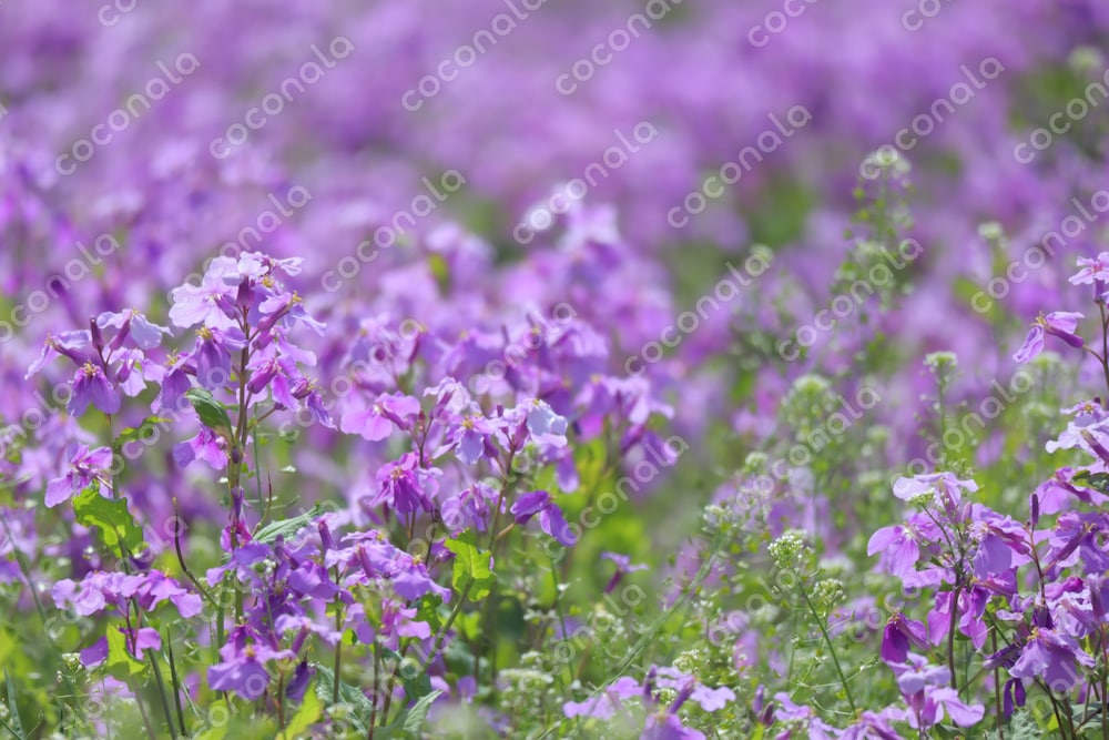 紫色の花 花畑 写真素材 画像｜高解像度・高画質・商用利用可｜自然 風景 春 紫花菜 ムラサキハナナ