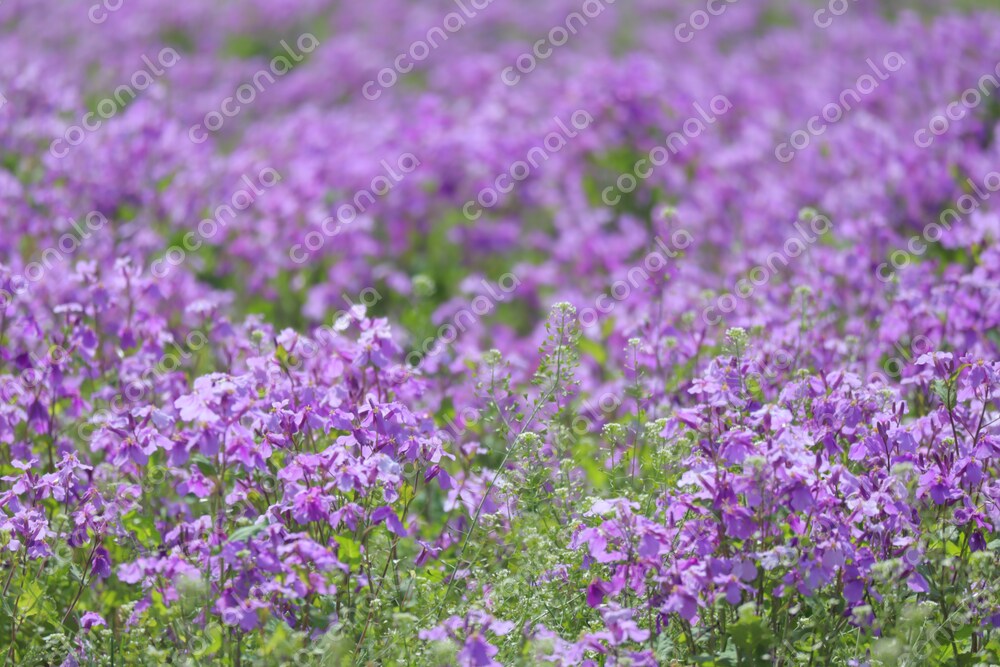 紫色の花 花畑 写真素材 画像｜高解像度・高画質・商用利用可｜自然 風景 春 紫花菜 ムラサキハナナ