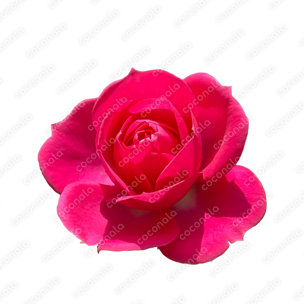 【新品】椎名林檎　ルームシューズ　保存袋付き 新品】椎名林檎 ルームシューズ 保存袋付き