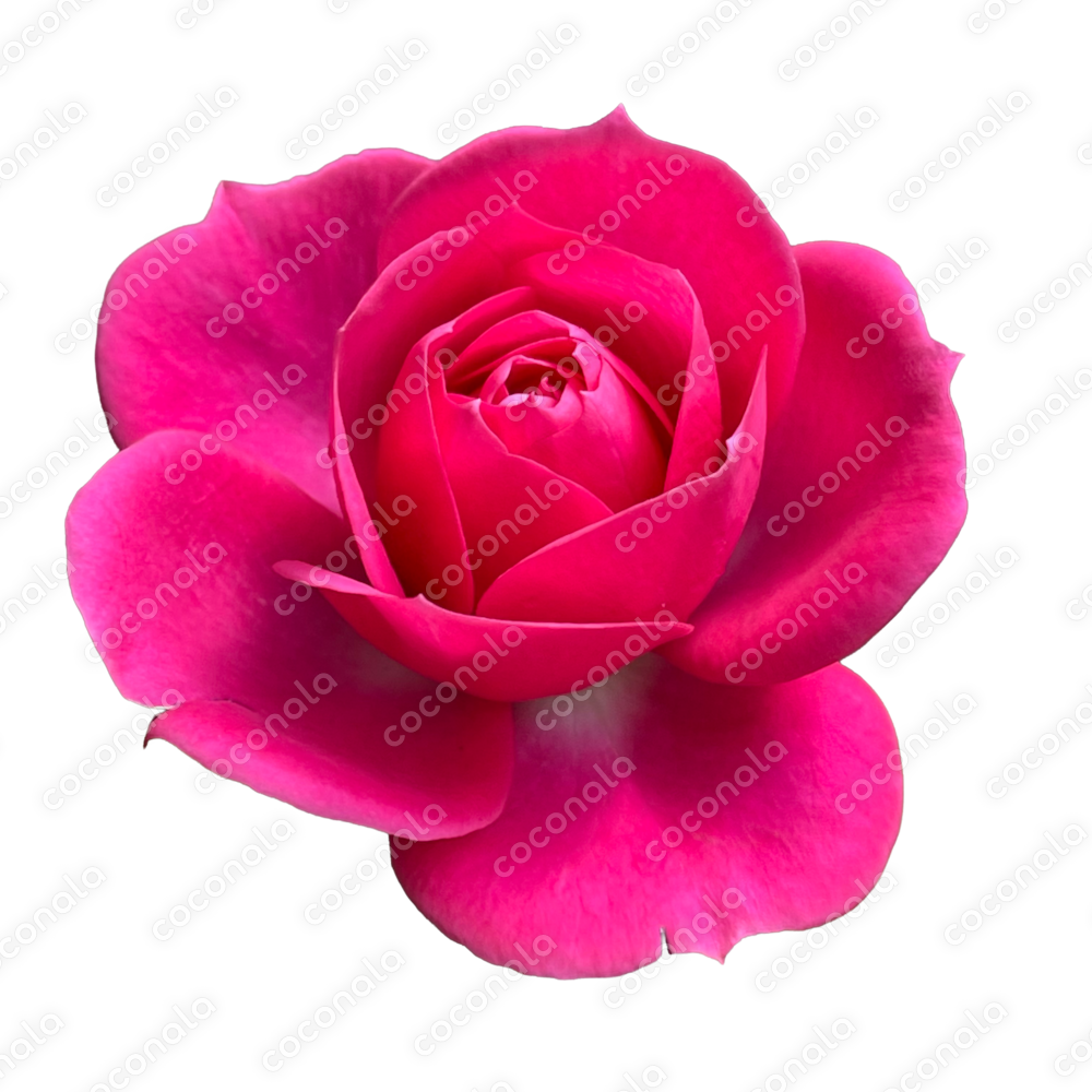 ☆りんごジュース×椎名林檎｜御茶乃子祭々｜coconalaブログ