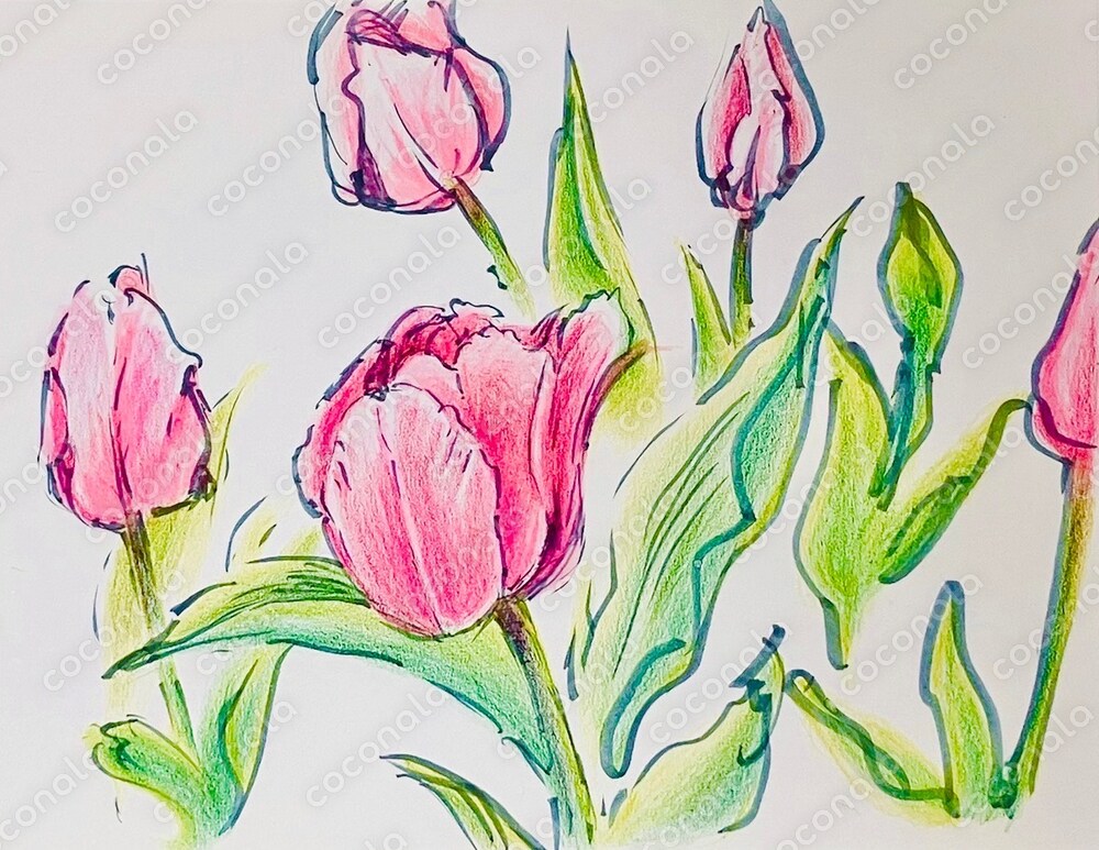チューリップのイラスト🌷
