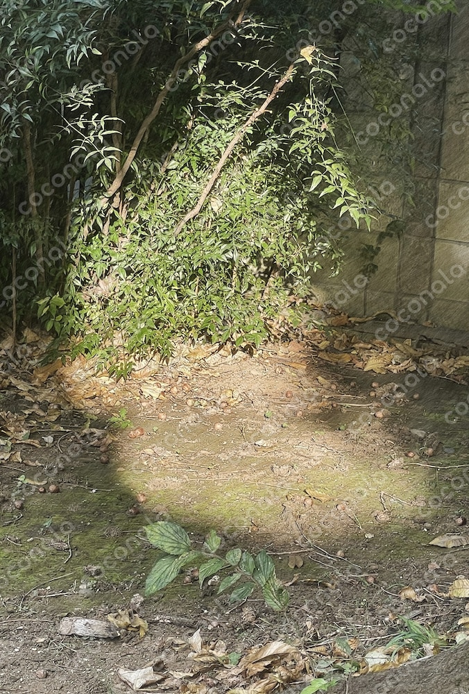 妖精がいそうな陽だまり