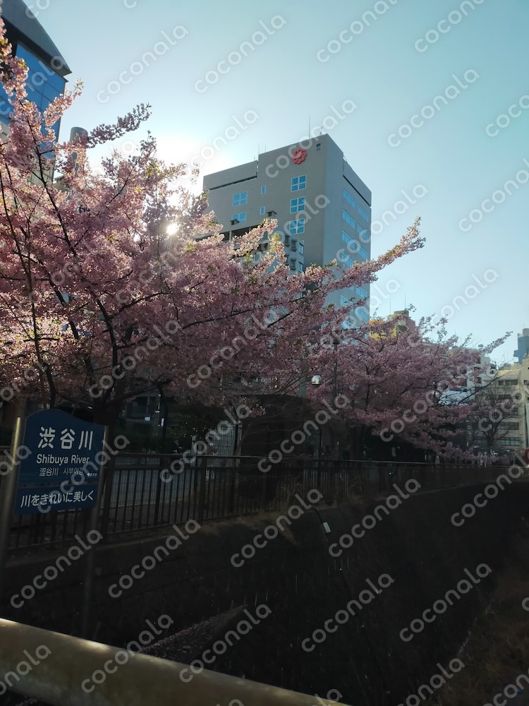 映像作品の背景として使える素材(桜)