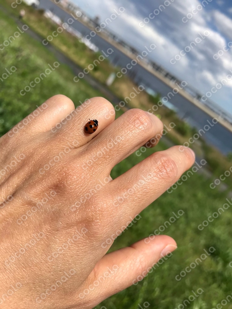 てんとう虫