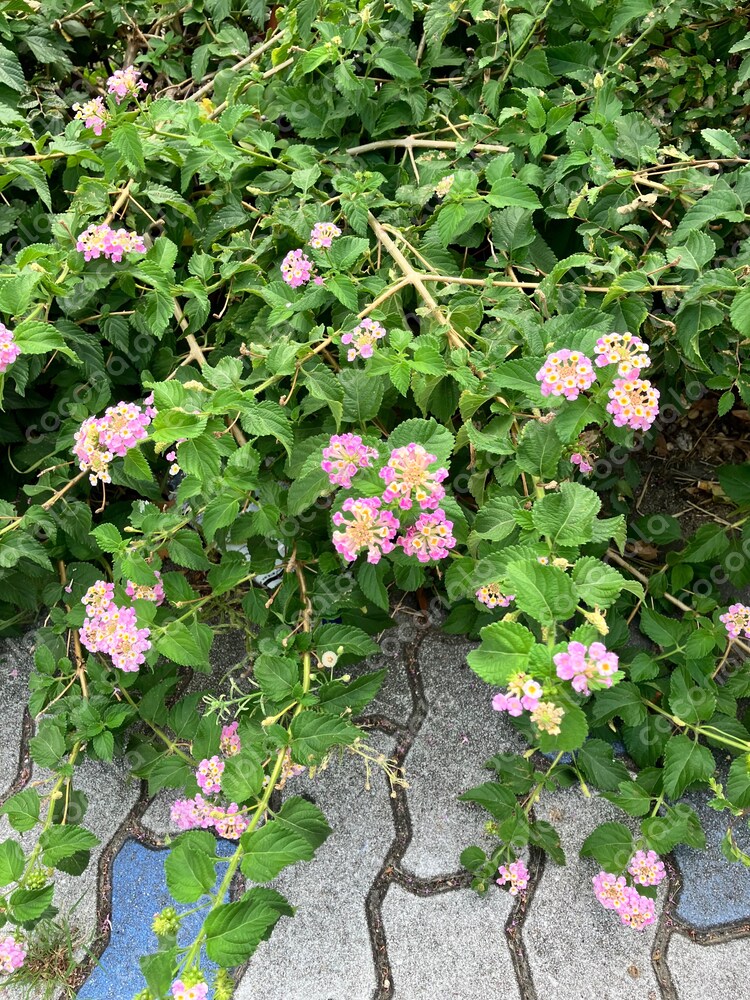 季節の花