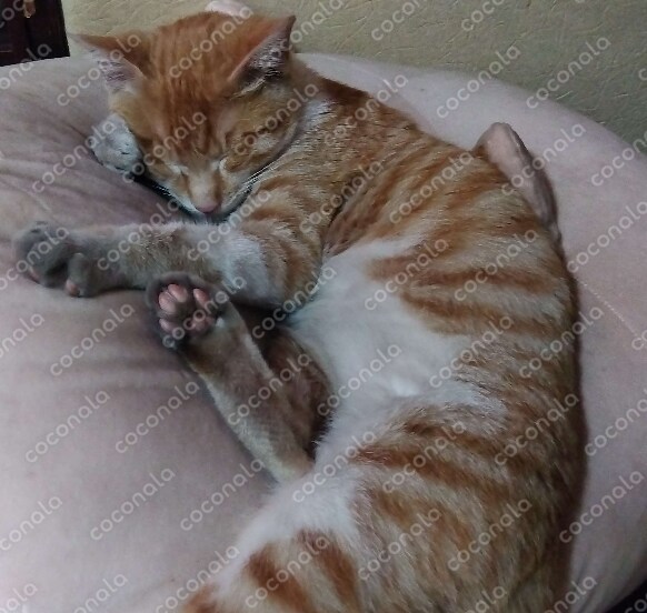 クッションで寝る猫