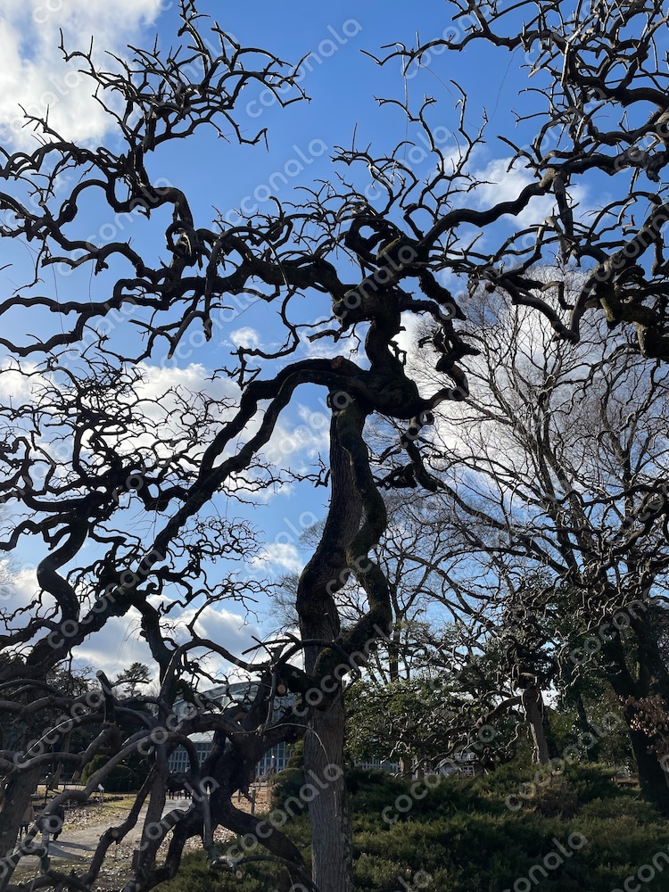 京都植物園の大木の枝と空（2025年１月撮影）