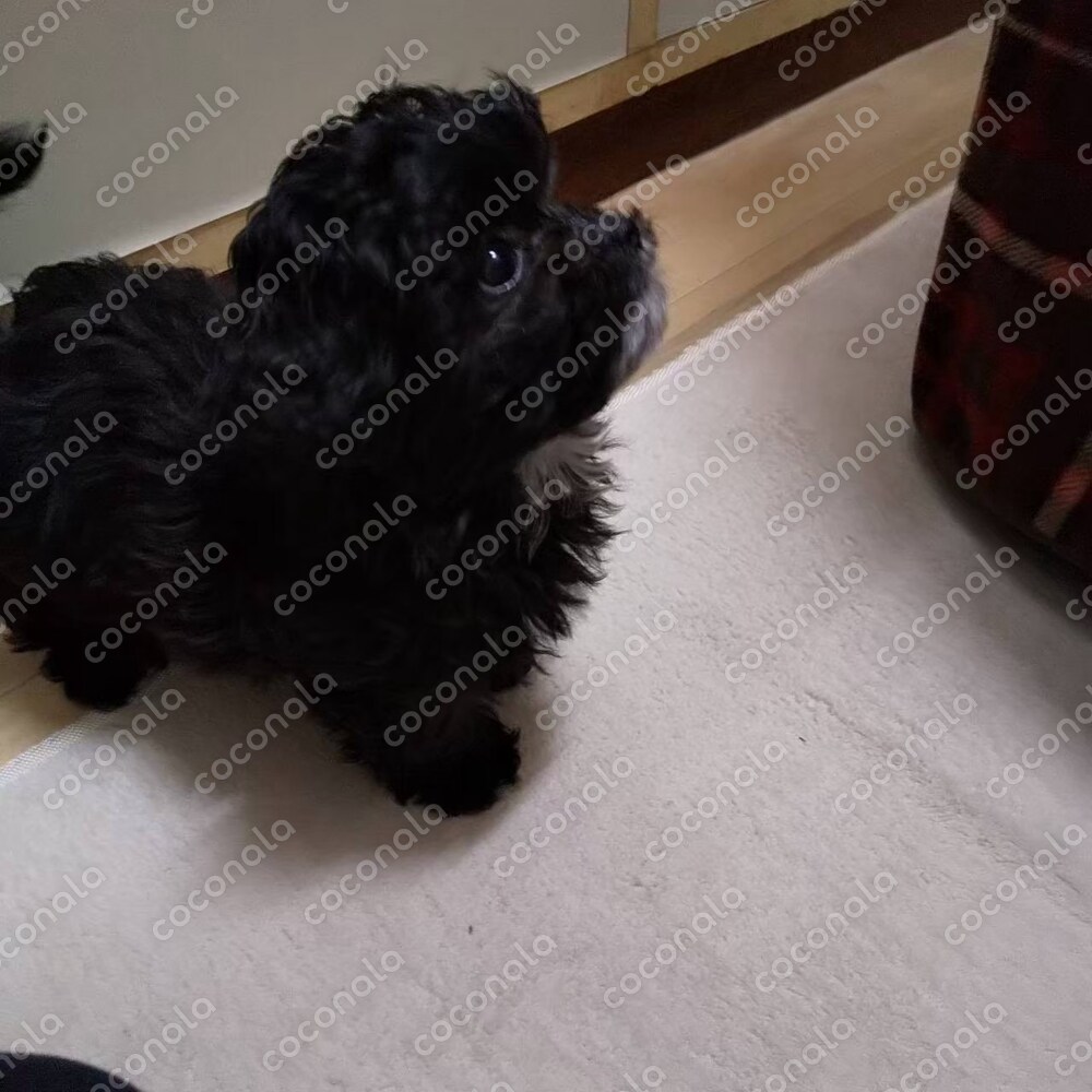 かわいい黒い小犬