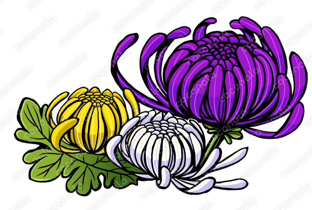 菊の花