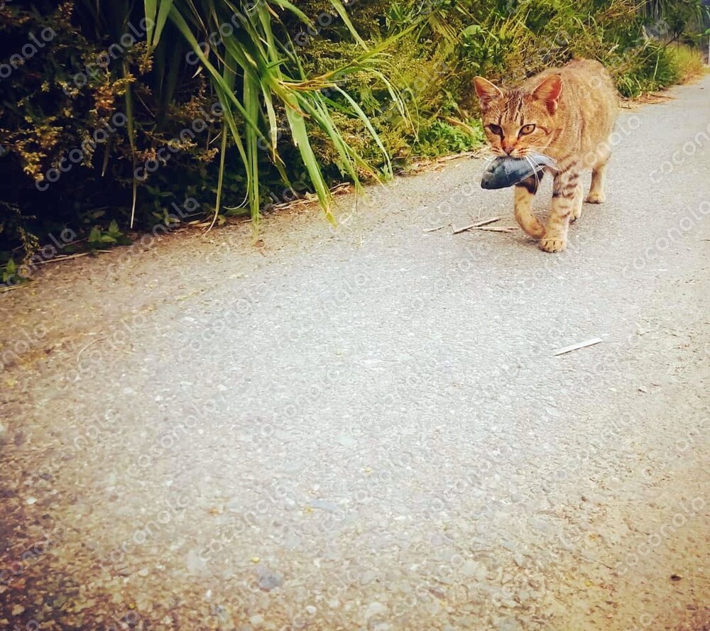 お魚くわえた猫