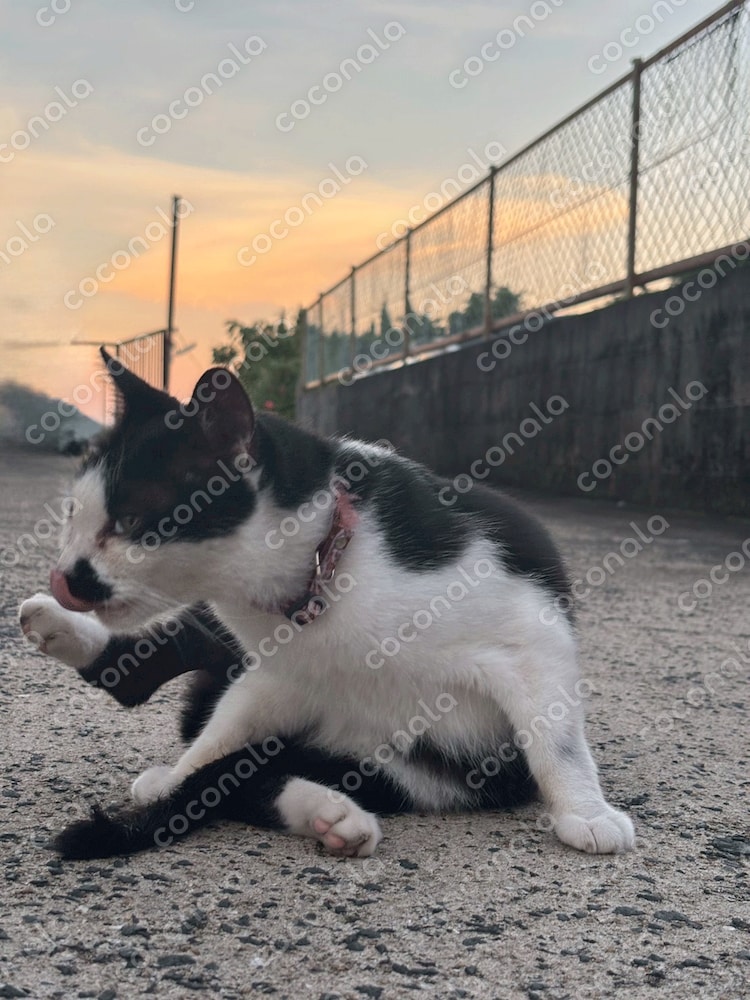 ぶち猫1