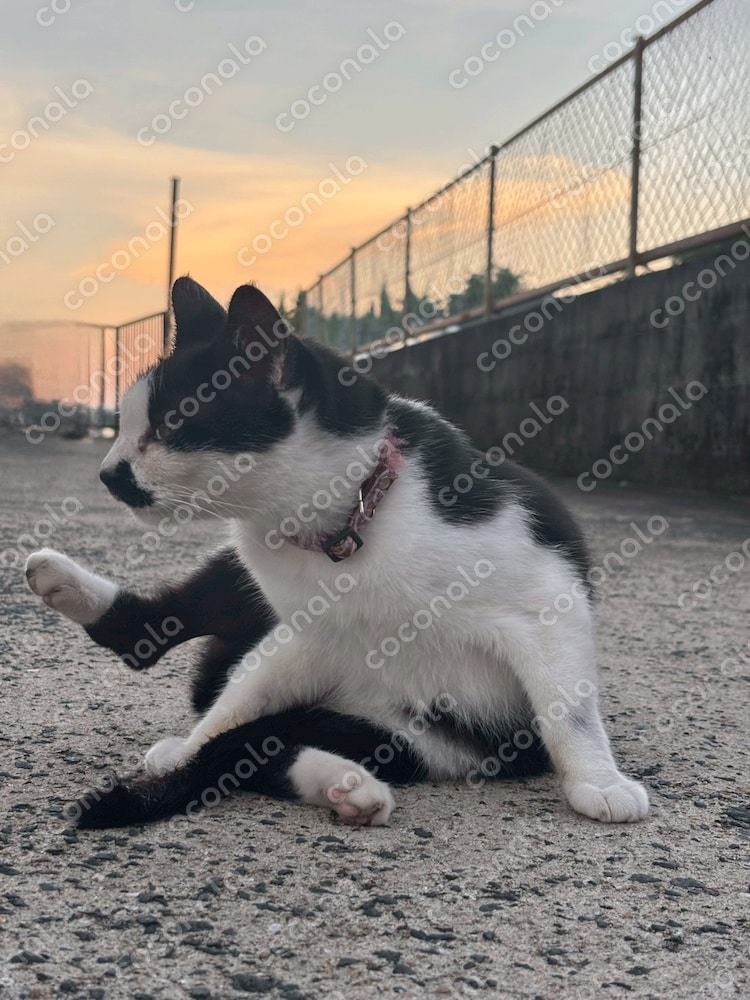 ぶち猫2