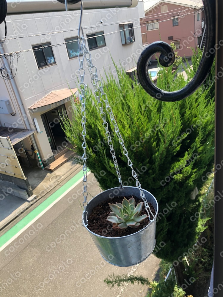 多肉植物の陽浴び