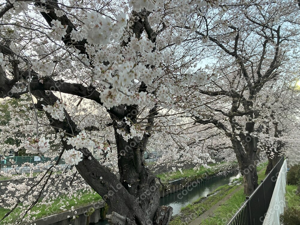 川沿いの桜並木①