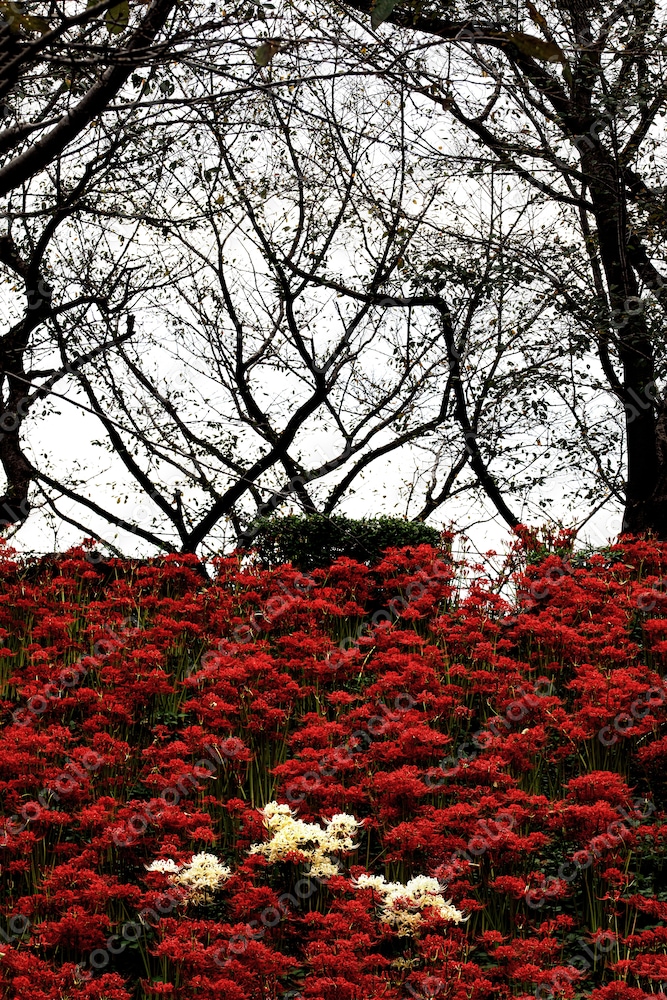 紅白の彼岸花