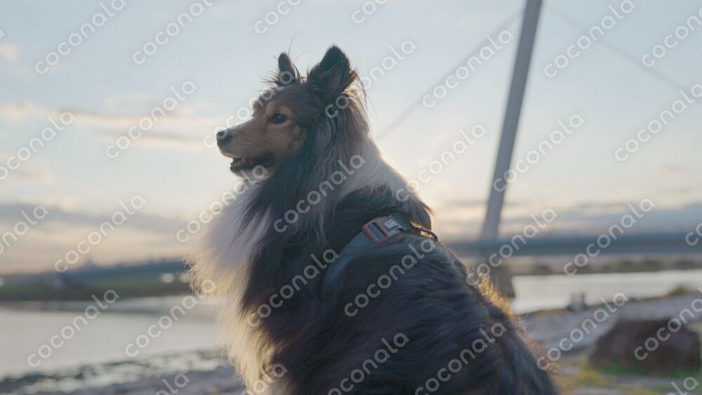愛犬との日常をまるで映画のような作品にします