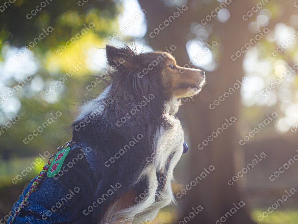 犬と過ごすかけがえのない時間をまるで映画のようなシーンにします