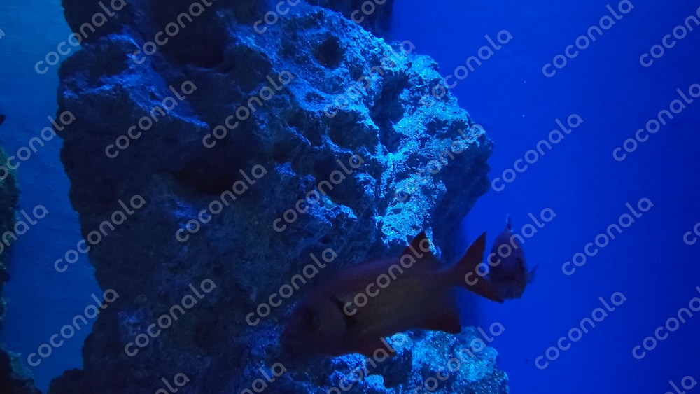 【動画素材】水中　魚　映像　癒し　