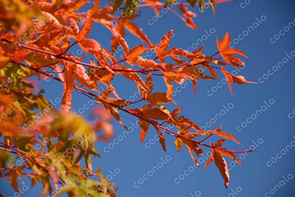紅葉