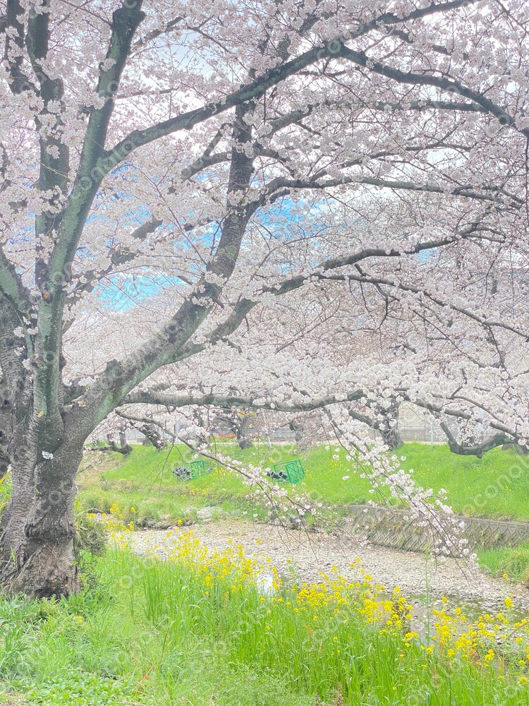 桜
