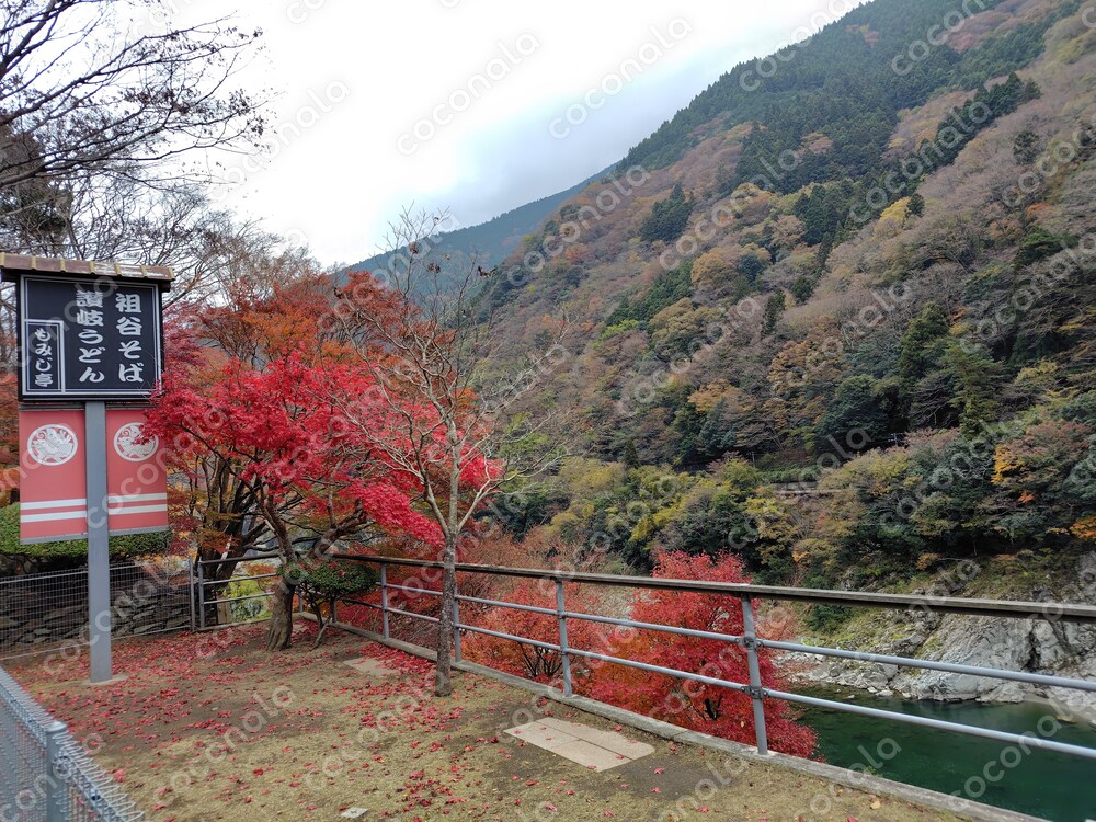 秋　紅葉