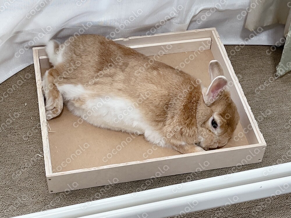 うさぎの癒し写真を提供します｜SNS・ブログ・商用利用OK