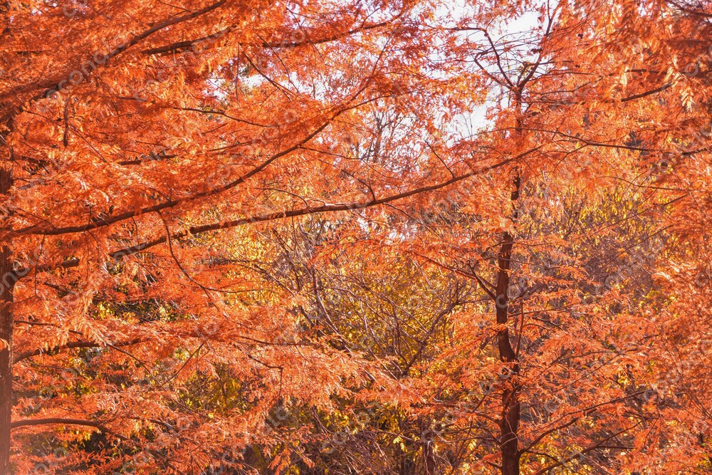 【写真データ】紅葉_01