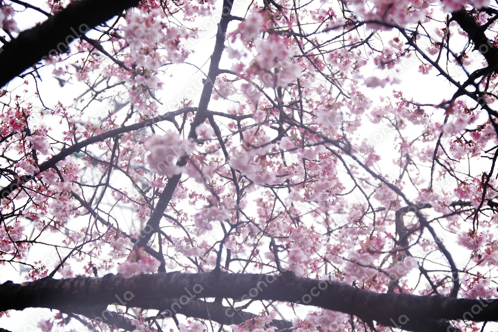 桜の時期