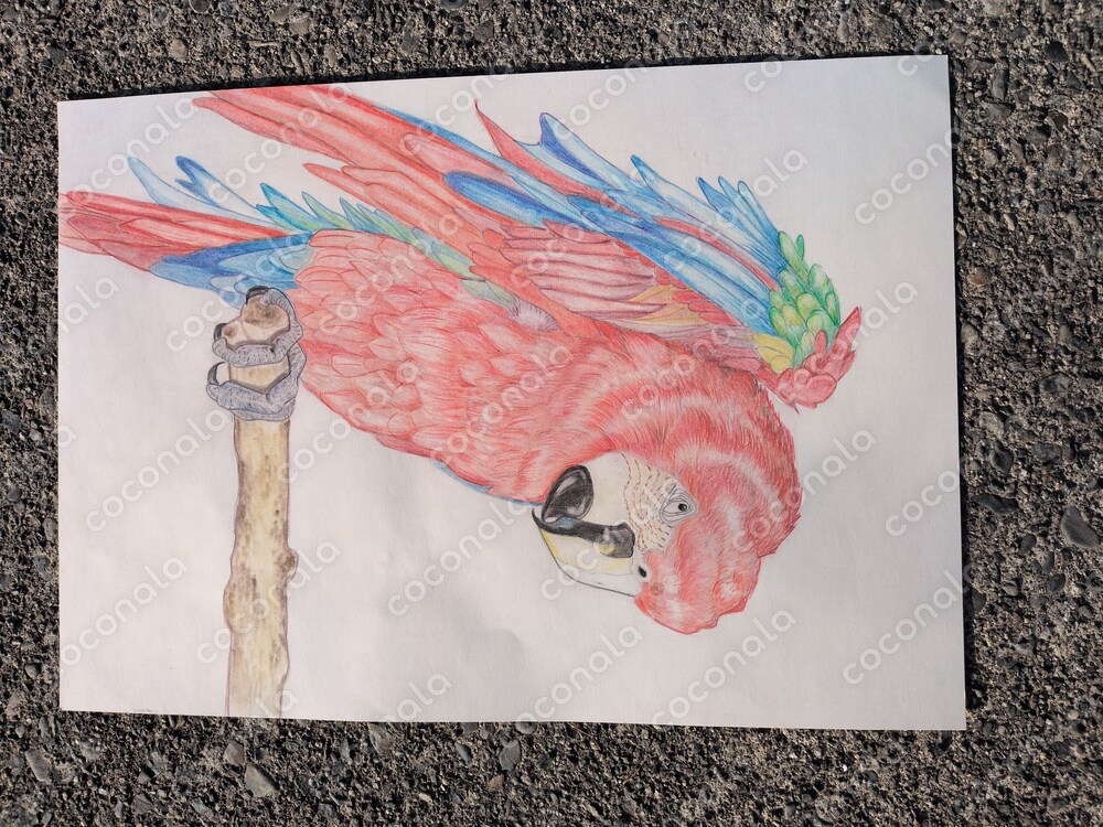Rainbow Bird!