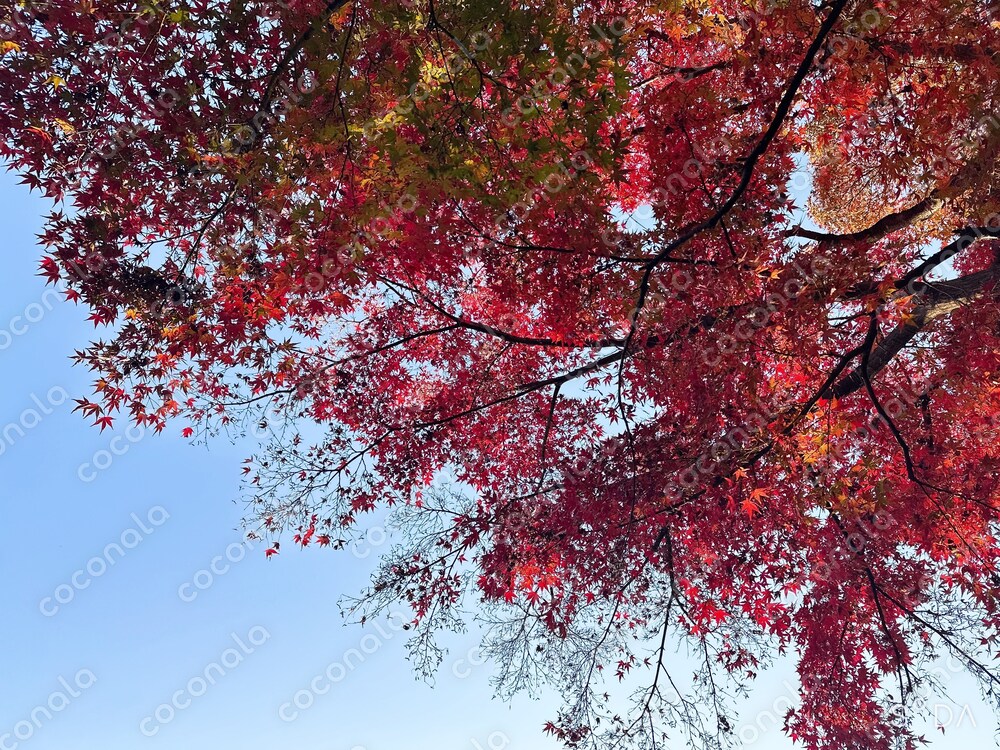 秋めく紅葉