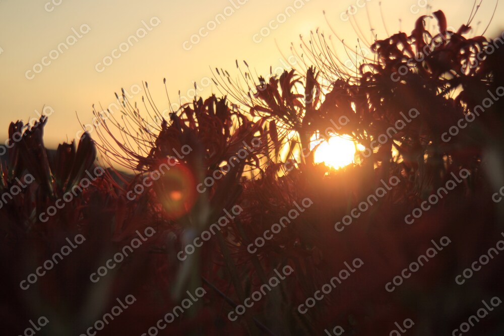 夕影