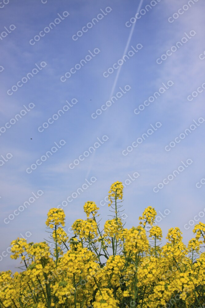5月のカレンダー風写真
