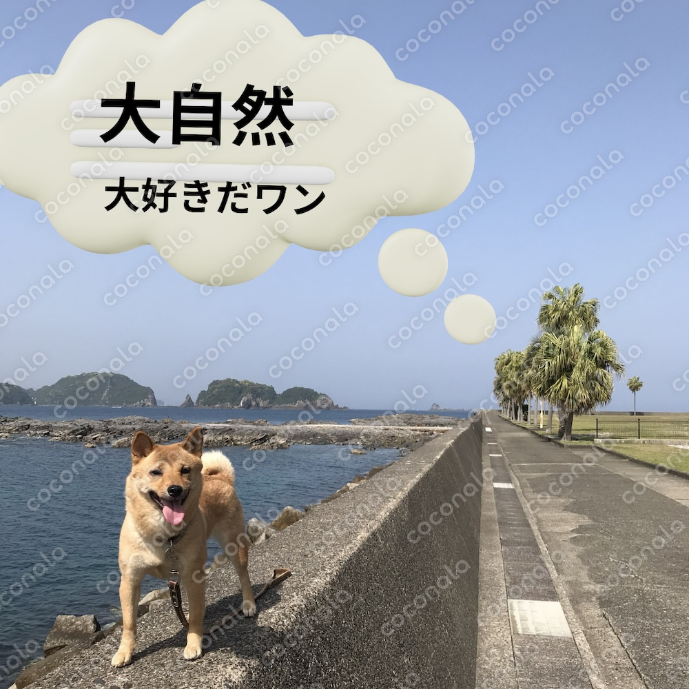 写真をもとに制作したデザイン作品