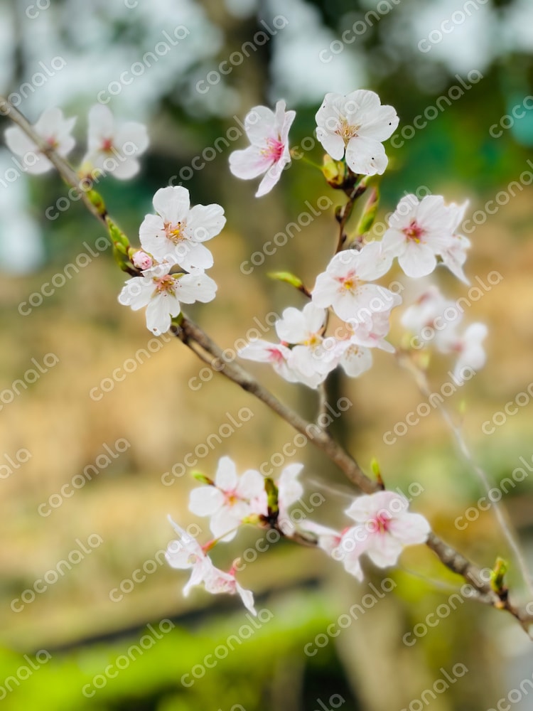 桜の花