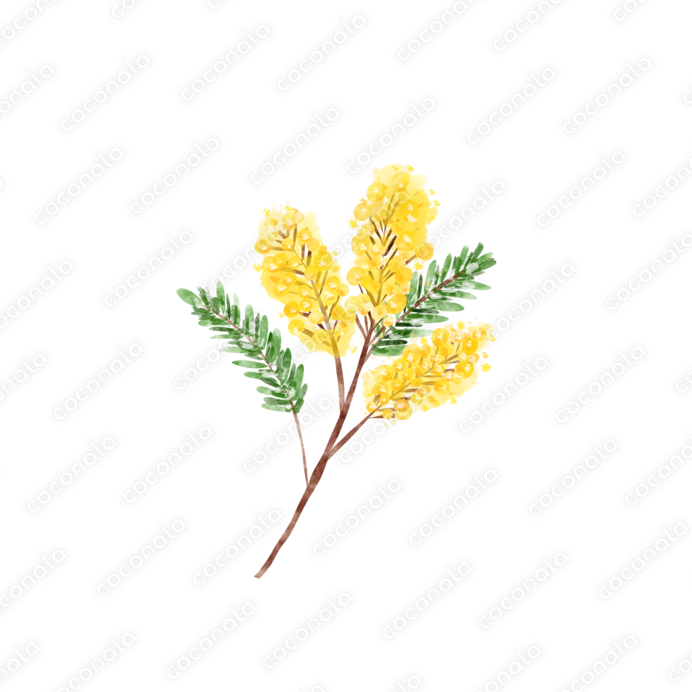 水彩ミモザの枝素材|ナチュラルボタニカルイラストPNG|植物|ボタニカル|水彩|春|イエロー