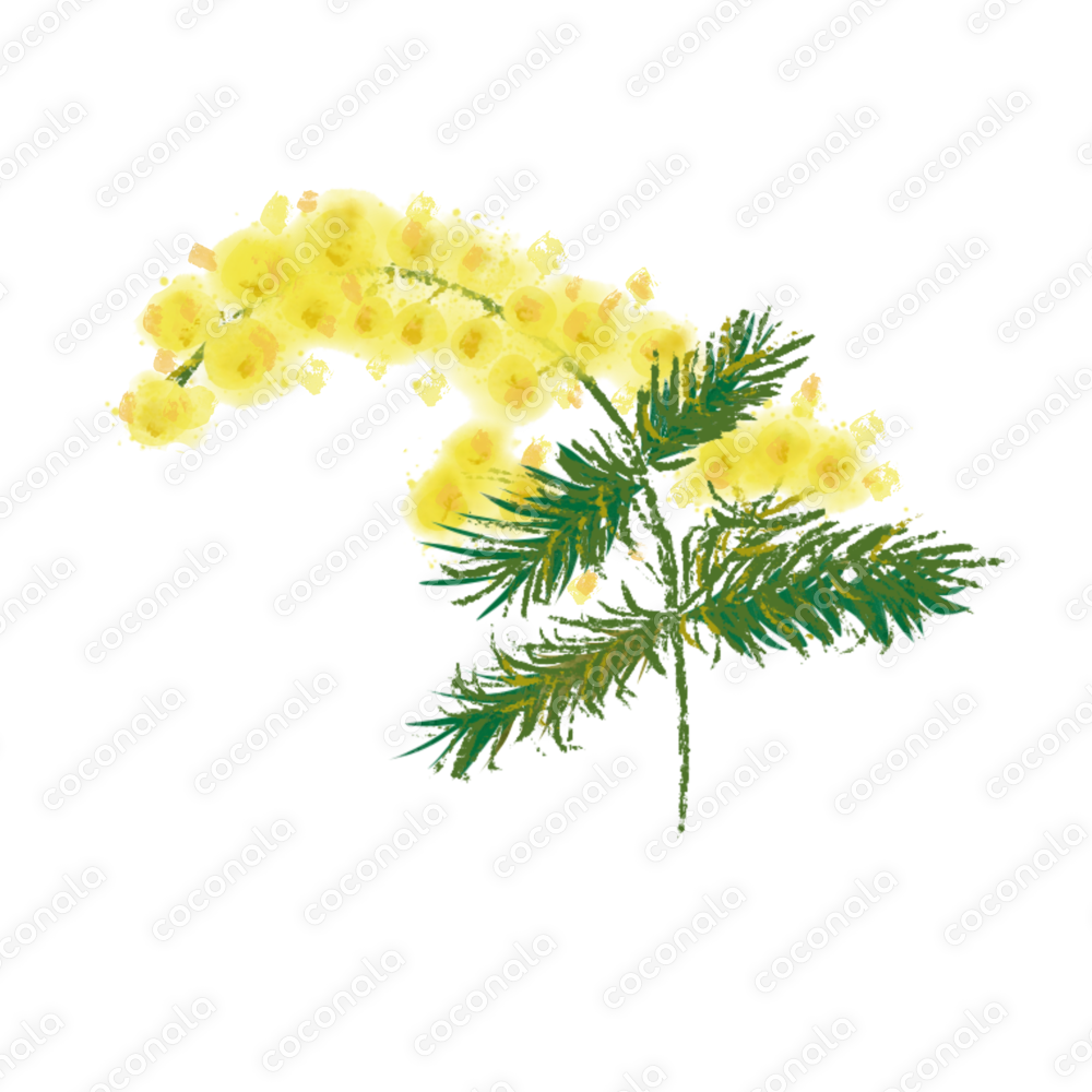 水彩ミモザの枝素材|ナチュラルボタニカルイラストPNG|植物|北欧|ナチュラル|ボタニカル