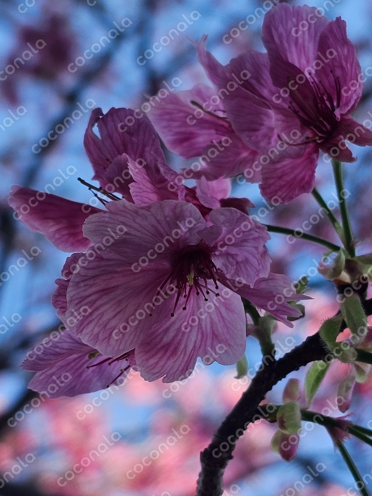 桜の花びら